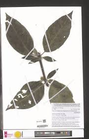 Image result for Justicia claessensii