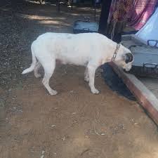 Check spelling or type a new query. Help Stray Animal In Algeria By Billy For Compassion Humanity And Empathy B C H E Algeria