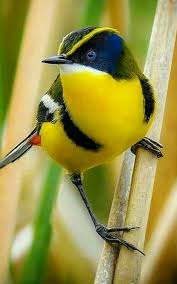 sign in rengarenk kuslar guzel kuslar papaganlar