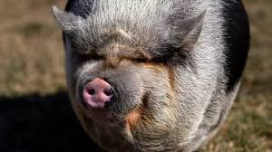 Think of it like getting 5 extra a slots for every toon for 1200 crowns, the pig is just extra. A Woman And Her Pot Bellied Pig Should Hoa Get To Define What A Pet Is