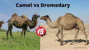 It has two humps, and longer hair for living in cold climates. Camel Vs Dromedary What Is The Difference Animal Hype