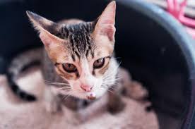 There are even cases of cats that live 20 years. Pets Are You Aware Of The Risks To Human Health
