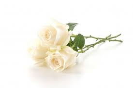 Rosa Blanca Foto Gratis Free Photo Freepik Photo Freefondo Freeflor Freefloral Freeamor Rosa Branca Fotos Fotos Gratis