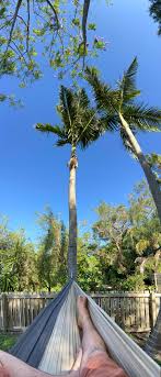View the latest weather forecasts, maps, news and alerts on yahoo weather. Good Old Brisbane Weather When It S Cooler To Be Outside Than Indoors Brisbane