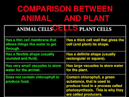 Spindle formed during cell division is amphiastral i.e. Organisation Of The Human Body Ppt Download