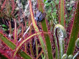 Wild plants sundew plant plants strange flowers unusual flowers unusual plants trees to plant rare flowers carnivorous. Giant Sundew 2016 Top 10 Species Esf Top 10 New Species