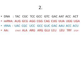 #protein synthesis worksheet answer key #protein synthesis review worksheet answer key #gene expression worksheet answers #messenger rna coloring worksheet answers #dna mrna codon wheel. Transcription Translation Worksheet Ppt Video Online Download