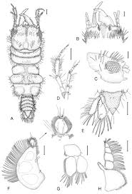 Image result for Gnidia inconspicua