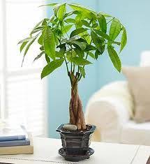 Maybe you would like to learn more about one of these? Money Tree Pachira Aquatica Mygarden Org