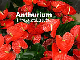 If it is idesia, i've only seen them in the more plant identification threads. Anthurium Plant Care How To Grow Anthurium Andraeanum Indoors