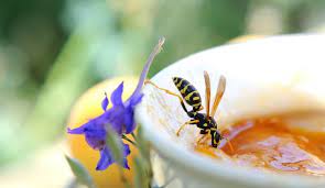 Il existe plusieurs astuces pour faire fuir les insectes ou les tenir à l'écart. Comment Se Debarrasser Des Guepes Cote Maison