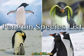 Types Of Penguins List Of All Penguin Species With