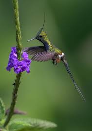 Birds That Start With F Rabudito Crestado Wire Crested Thorntail Discosura Popelairii Macho Nature Photographs National Geographic Shot Photo