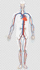 Diagram with labels for the organs. Circulatory System Diagram Human Body Anatomy Organ System Png Clipart Arm Art Blood Blood Bag Blood