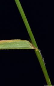 Image result for Arundinella nepalensis