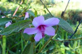 Image result for Urena lobata