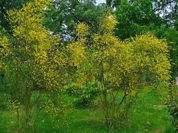 Image result for Genista