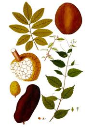 Image result for Gouania