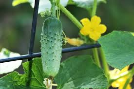 In this article, you'll discover why companion planting cucumbers with various other veggies, aromatic herbs, and flowers allows you to enjoy an even more delicious and plentiful harvest of cukes. Cucumber Companion Plants And Those To Avoid Planting Near Dre Campbell Farm