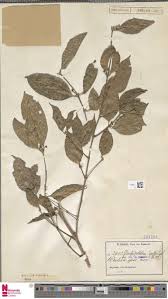 Image result for Cassipourea ruwensorensis