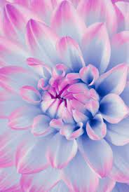 A collection of the top 40 periwinkle wallpapers and backgrounds available for download for free. Download Periwinkle Flower Wallpaper Cellularnews
