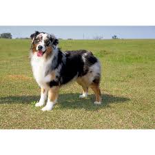 Simple yet effective · tricks worth showing off · beginner & advanced Norwegian Elkhound Australian Shepherd Mix