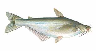 Basa Swai