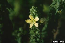 Image result for Alectra vogelii