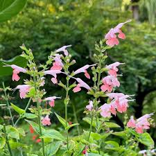 Image result for Salvia coccinea
