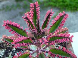 Pin En Flores