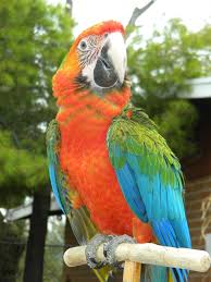 Image result for baby macaw parrot for sale