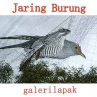 Viuno vya mtoto wa chuo : 14 Burung Tekukur Hutan Terupdate Pojok Burung