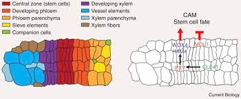 But i am skeptical of claims that they can rejuvenate or regenerate skin. Plant Stem Cells Sciencedirect