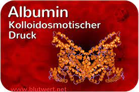Albumin Aufbau Funktion Normalwerte