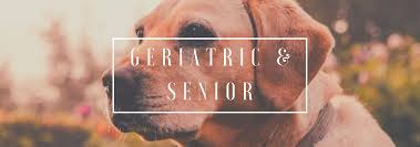 We are dedicated to providing the highest level of veterinary medicine along with friendly, compassionate service. Geriatric Specific Services Veterinarian In Simi Valley Ca Rancho Sequoia Veterinary Hospital