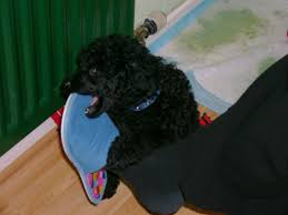 File Black Poodle With Blue Eyes Jpg Wikipedia