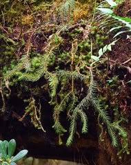 Image result for Huperzia dacrydioides