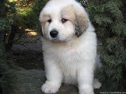 With their breeder, waiting for you! Great Pyrenees Puppies Price 500 00 For Sale In Sacramento California Best Pets Online