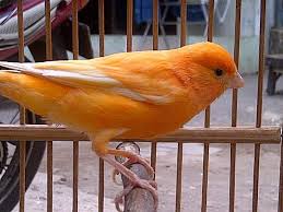 We did not find results for: Kenari Orange Wortel