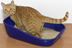 Moderare la quantità di sale. L Alimentazione Per I Problemi Delle Vie Urinarie Del Gatto Alimentazione Benessere Magazine