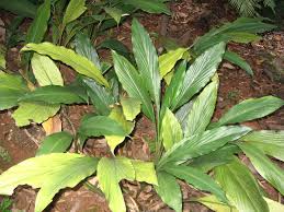 Image result for Vitellariopsis