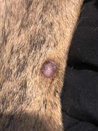 Most of the canine skin cancers present as warts. My Dog Has Developed A What I M Assuming Skin Tag And A Small Bump That I Think Looks Like A Wart She Is A Elderly 12 Years Old Petcoach