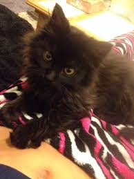 Baby Black And Orange Kitten My New Baby Dark Brown Black Kitten With Yellow Orange Eyes Black Kitten Kitten Animals