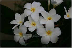 Phlox does best in mild summer temperatures in a location that gets good air circulation. Beautiful White Flower Images Names Top Collection Of Different Types Of Flowers In The Images Hd