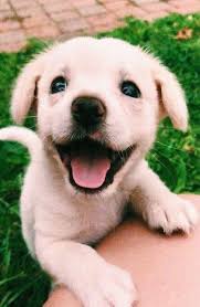 Weitere ideen zu hunde, tiere, süße tiere. Animal Funny Captions Animal Funny Humor Animal Funny Memes Baby Animal Funny Niedliche Welpen Haustiere Welpenbilder