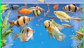 75 Jenis Ikan Hias Informasi Dan Cara Perawatannya Lengkap Di 2020 Ikan Hewan Binatang