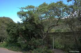 Image result for Heteromorpha