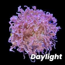 Image result for Rhaptopetalum evrardii