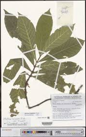 Image result for Mostuea brunonis