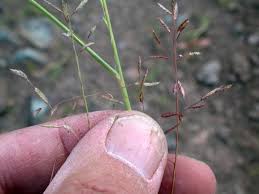Image result for Eragrostis paniciformis